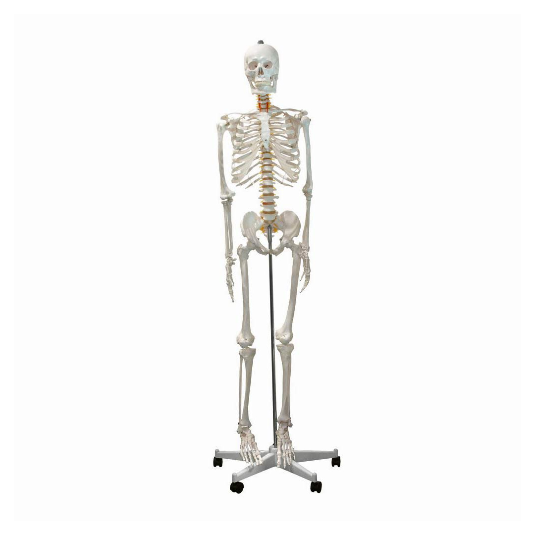 Manikin Model Skeleton available in online  pharmacy qatar, doha 